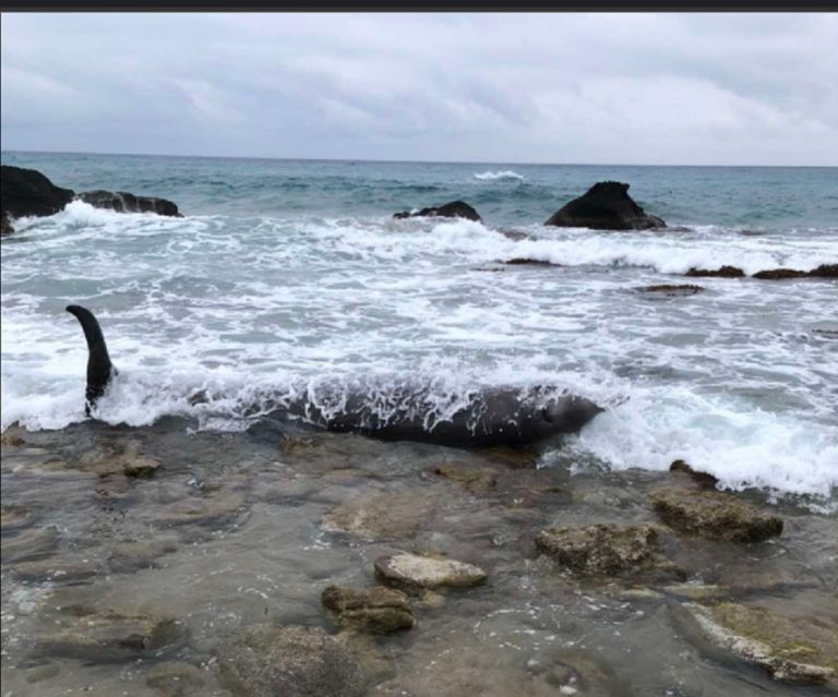 Απεγκλωβίστηκαν δύο ραμφοφάλαινες από παραλίες της Κέρκυρας