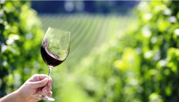 «Sea of Wine/Μια Θάλασσα Κρασί»: Μια αυθεντική οινοτουριστική εμπειρία από το Εργαστήριο Γεωργικών Εφαρμογών του ΑΠΘ