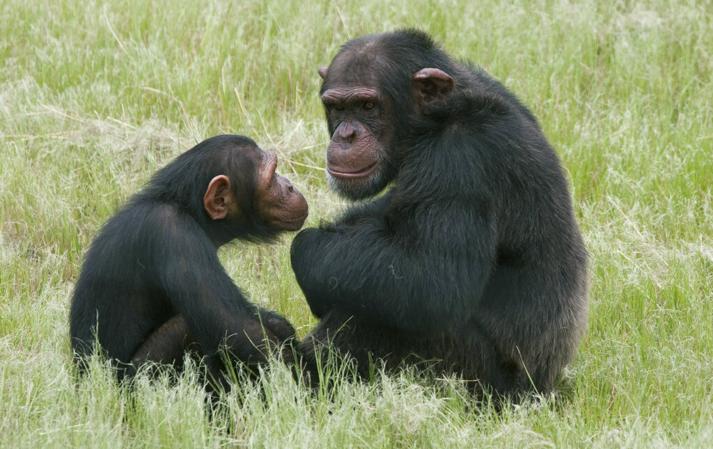 Οι χιμπατζήδες θεραπεύουν τις πληγές με… έντομα