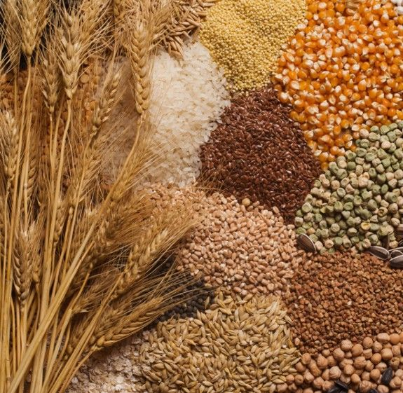 Βαλκάνια: Άγρια δημητριακά έτρωγαν οι άνθρωποι πριν από 10.000 χρόνια