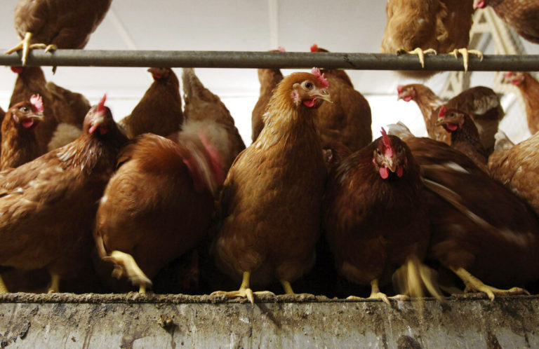 Εστία της γρίπης των πτηνών στη βόρεια Ισπανία – Θανατώθηκαν πάνω από 130.000 κότες