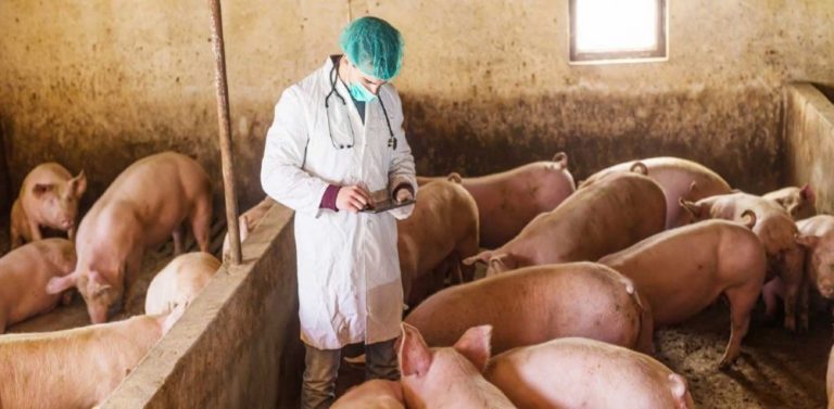 ΠΚΜ: Eπαγρύπνηση σε Σέρρες – Κιλκίς για την αφρικανική πανώλη των χοίρων