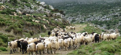 Βόλος: Μεγάλη επιχείρηση απεγκλωβισμού ζώων στην περιοχή Κάκκαβος