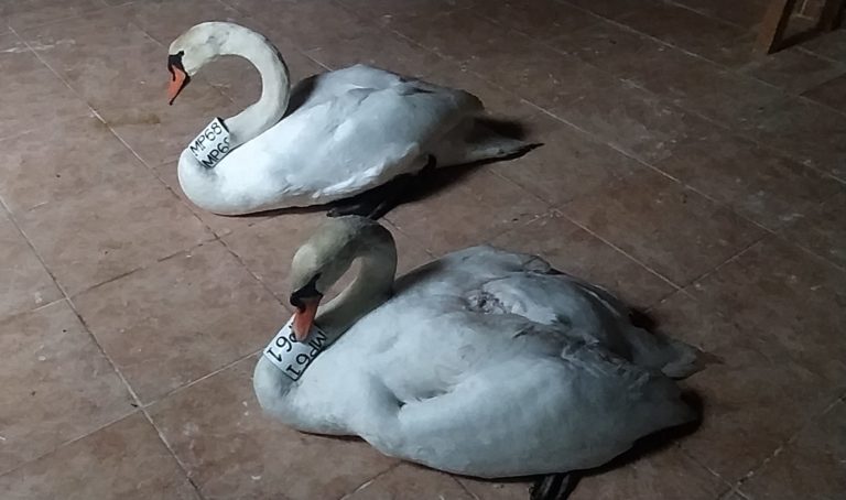 Μαθήματα αγάπης και αφοσίωσης από ένα ζευγάρι κύκνων