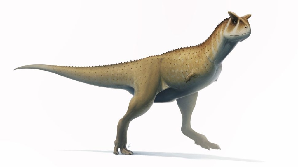 Αργεντινή: Παλαιοντολόγοι ανακάλυψαν κρανίο σαρκοφάγου δεινόσαυρου χωρίς χέρια