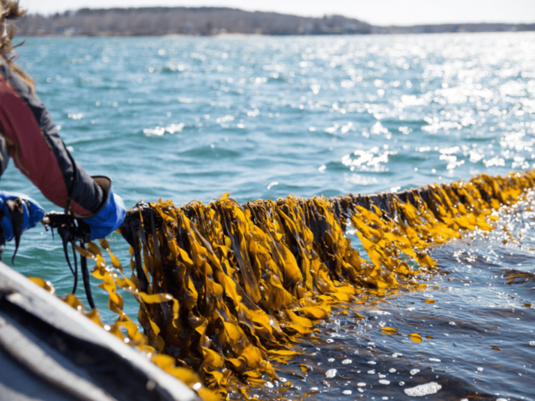 Sea6 Energy: Το ινδικό startup που θέλει να φέρει την επανάσταση στις ωκεάνιες καλλιέργειες
