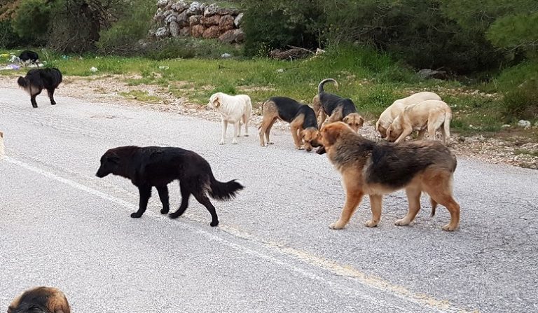 Χαλκιδική: Αγέλη σκύλων επιτέθηκε σε μαθήτρια στη Νικήτη