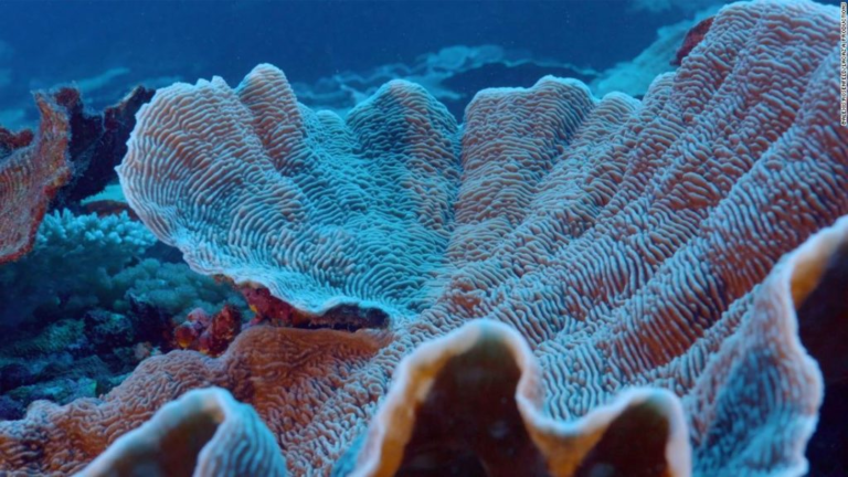 Ταϊτή: Επιστήμονες ανακάλυψαν τεράστιο κοραλλιογενή ύφαλο