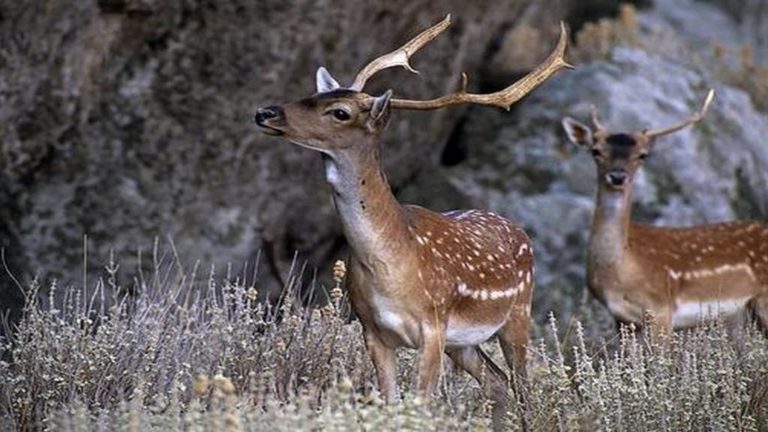 Πέντε πάρκα ελαφιών θα δημιουργηθούν στη Ρόδο