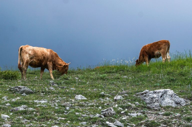 Τεχνητή νοημοσύνη στην κτηνοτροφία στο Πρώτο: Ο επιστήμονας του “CattleEye” και η χωλότητα των αγελάδων (audio)