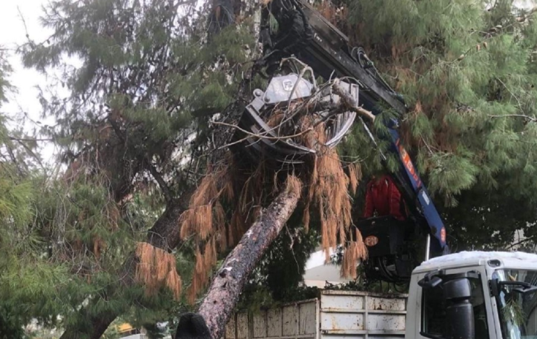 Δήμος Παλαιού Φαλήρου: Δωρεάν ξυλεία στους δημότες από τα σπασμένα δέντρα της «Ελπίδας»