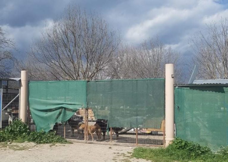 Σπάρτη: Συνελήφθη ο αντιδήμαρχος και εργαζόμενοι – Καταγγελίες για κακοποίηση ζώων σε κυνοκομείο του Δήμου