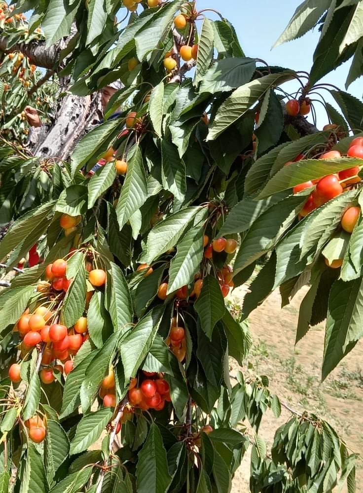 Ο Δήμος Μετεώρων καλεί τους κερασοπαραγωγούς