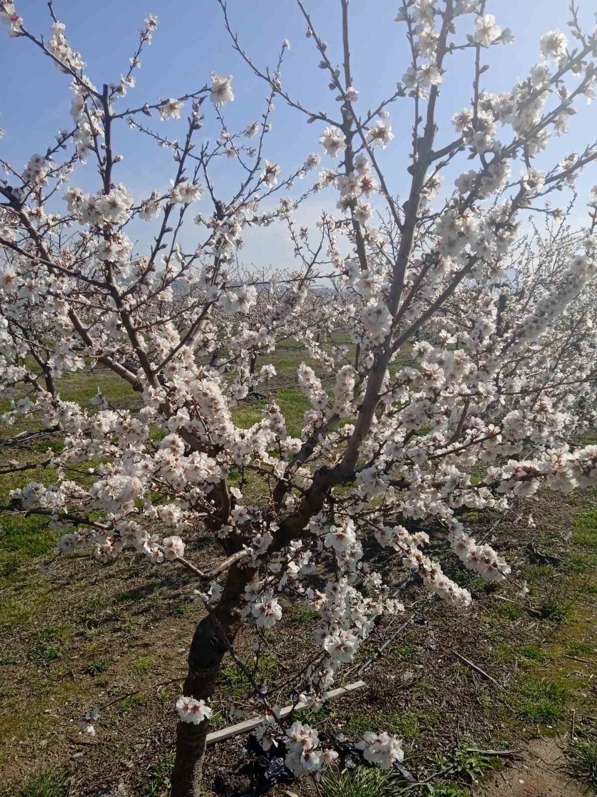 Οι χαμηλές θερμοκρασίες “χτύπησαν” δενδροκαλλιέργειες σε Ελασσόνα και Συκούριο