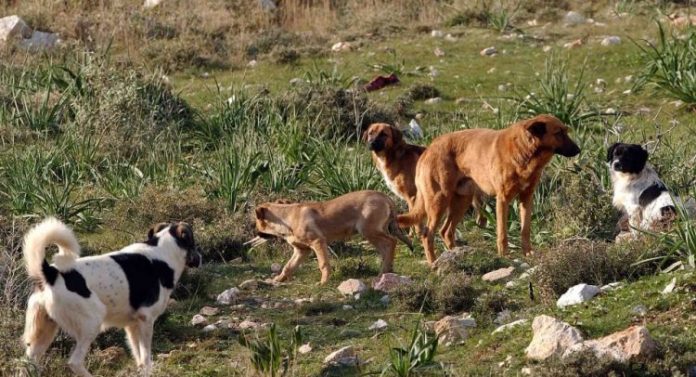Βόλος: Αγέλη σκύλων δάγκωσε 70χρονη σε χέρια και πόδια