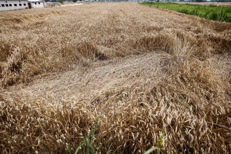 Η Ουκρανία επέβαλε περιορισμούς στις εξαγωγές κάποιων γεωργικών προϊόντων