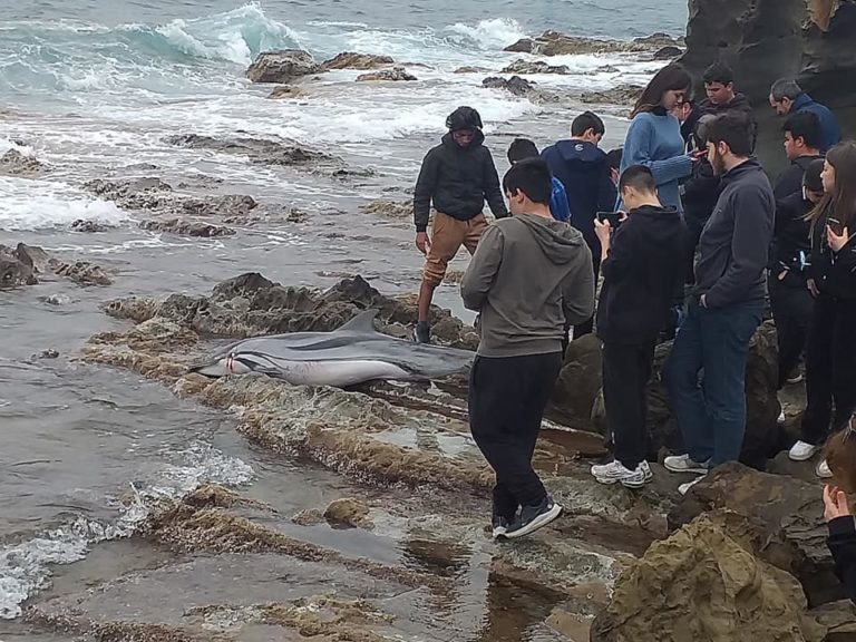 Νεκρό δελφίνι εντόπισαν οι μαθητές στη Βολισσό Χίου