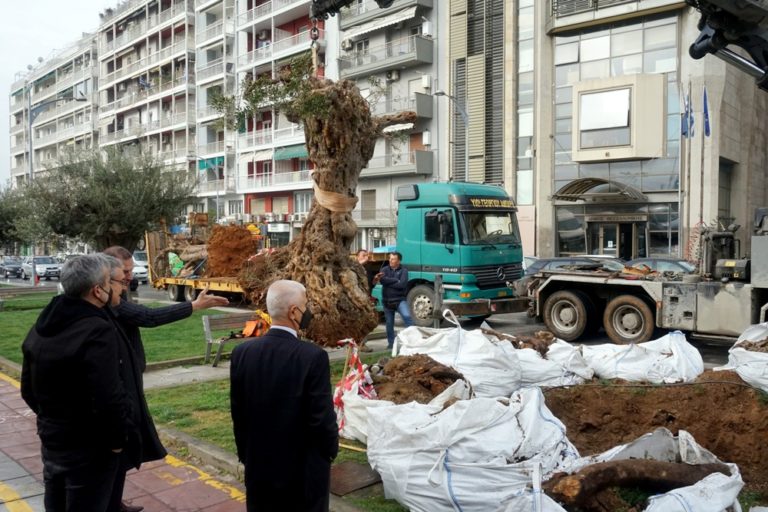 Στην οδό Αγγελάκη τα δύο νέα ελαιόδεντρα – Παρουσία Ζέρβα και Ανδρεάδη η τοποθέτηση