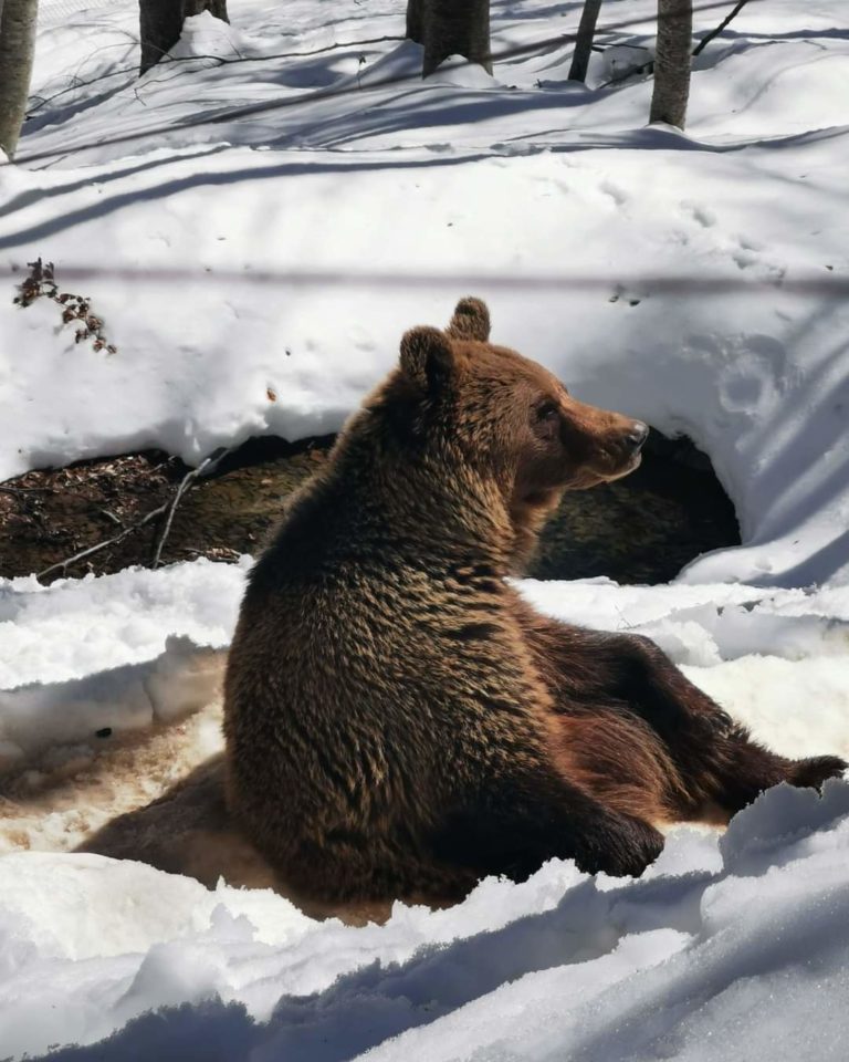 Νυμφαίο: “Ξύπνησαν” οι αρκούδες του ΑΡΚΤΟΥΡΟΥ