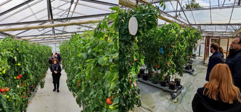 Κρήτη: Μια πρότυπη καλλιέργεια στη Μεσαρά γίνεται μοντέλο για τους παραγωγούς ντομάτας