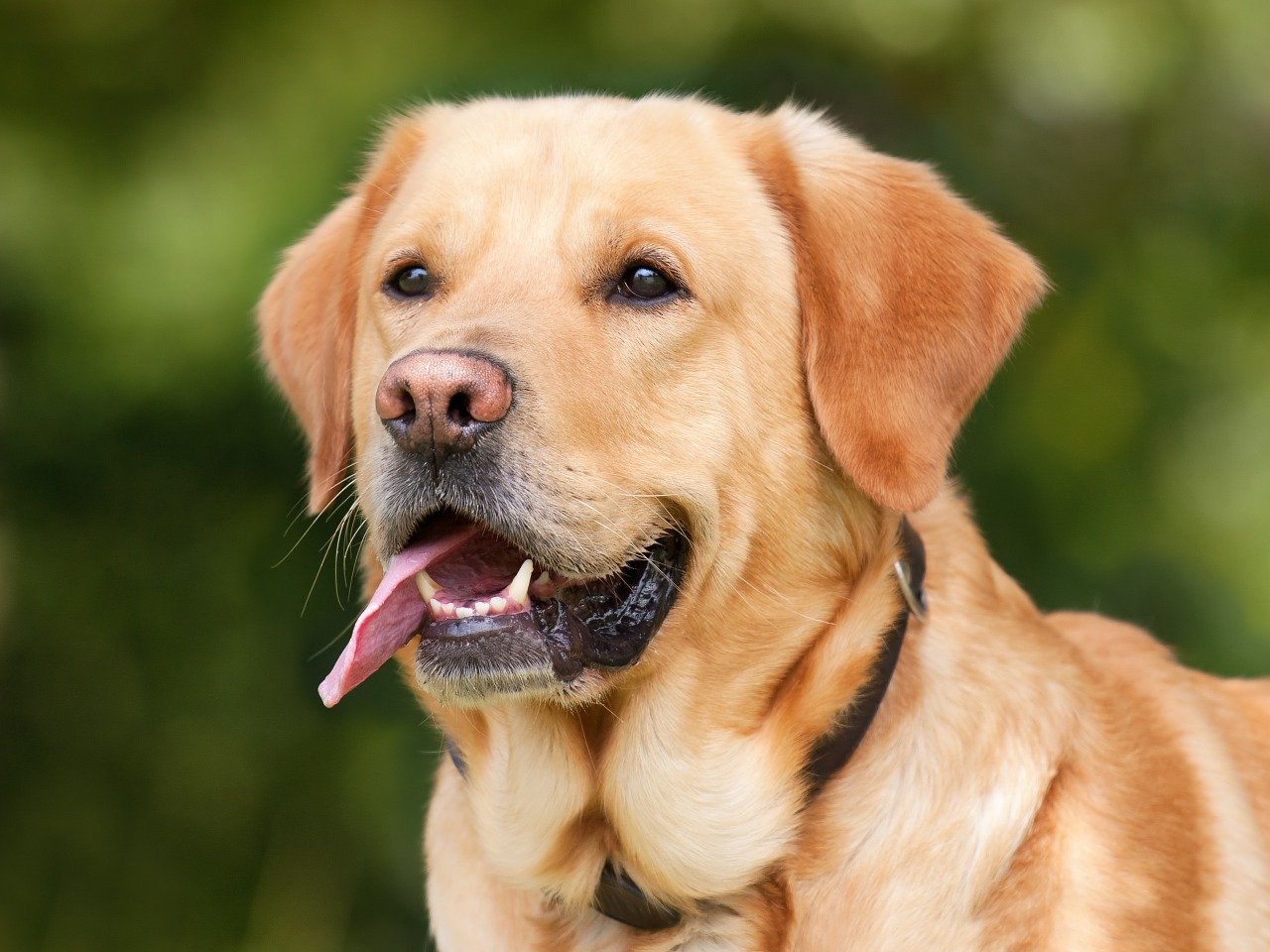 Έρευνα: Οι σκύλοι μυρίζουν τον κορονοϊό στους ανθρώπους με μεγάλη ακρίβεια