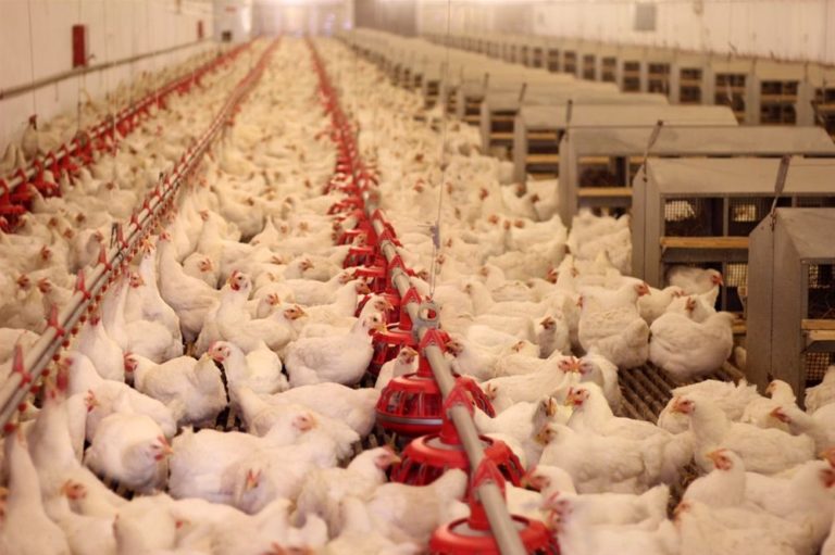Ανησυχία αλλά και μέτρα για τη γρίπη των πτηνών στην Ήπειρο