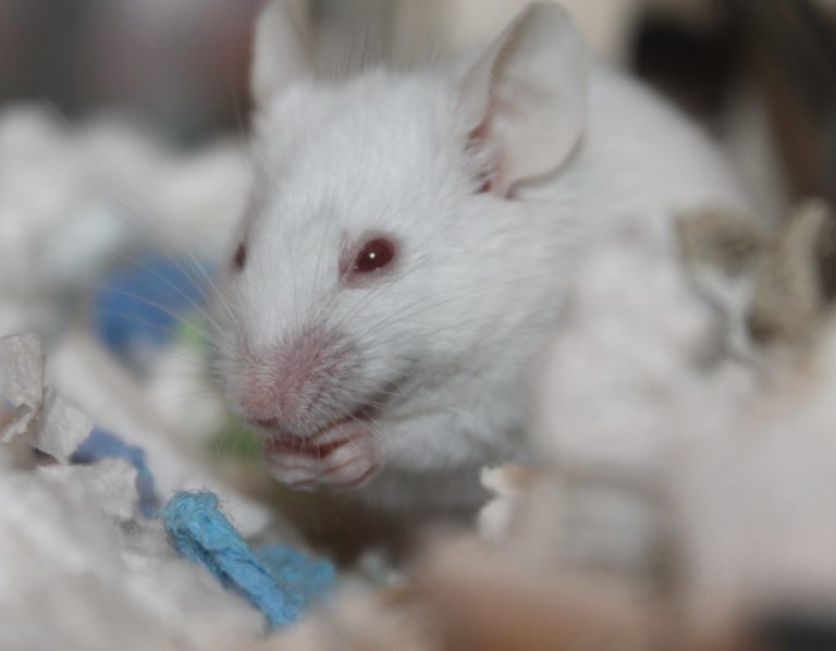 Επιστήμονες αναζωογόνησαν τους ιστούς σε μεσήλικα ποντίκια
