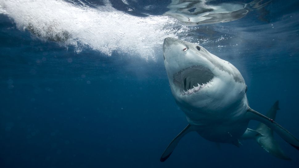 Έρευνα: Οι καρχαρίες κοιμούνται και μάλιστα με τα μάτια ορθάνοιχτα