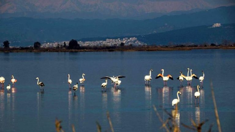 Σε επιφυλακή ο Φορέας Διαχείρισης Αμβρακικού κόλπου-Λευκάδας για γρίπη των πτηνών