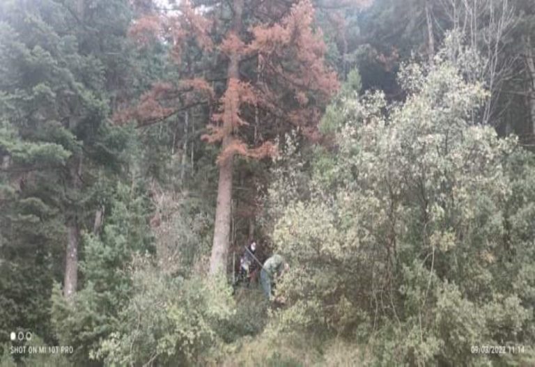 Δήμος Βόρειας Κυνουρίας: Αυξάνονται τα νεκρά έλατα στον Πάρνωνα