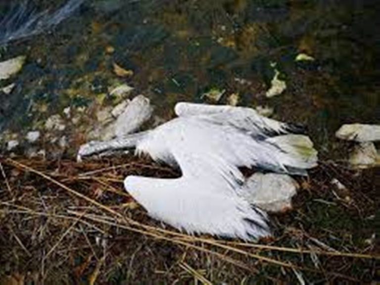 Κοζάνη: Ανιχνεύτηκε ιός της γρίπης των πτηνών σε αργυροπελεκάνο στη λίμνη Πολυφύτου