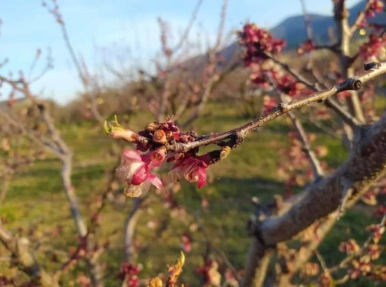 Ζημιές από τον παγετό στις πρώτες ποικιλίες των βερίκοκων στο δήμο Βόρειας Κυνουρίας