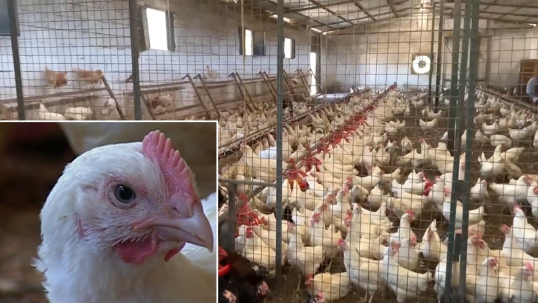 Αλβανία: Πάνω από 100 χιλιάδες κοτόπουλα πέθαναν στο Δυρράχιο – Κανένα μέτρο για την ταφή τους