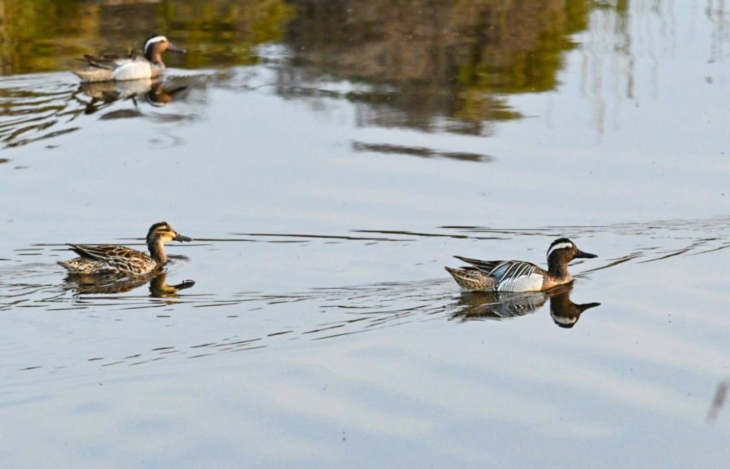 Λέσβος: Ανοιξιάτικη εξόρμηση παρατήρησης πουλιών στον Ψαροποταμό Σκάλας Ερεσού