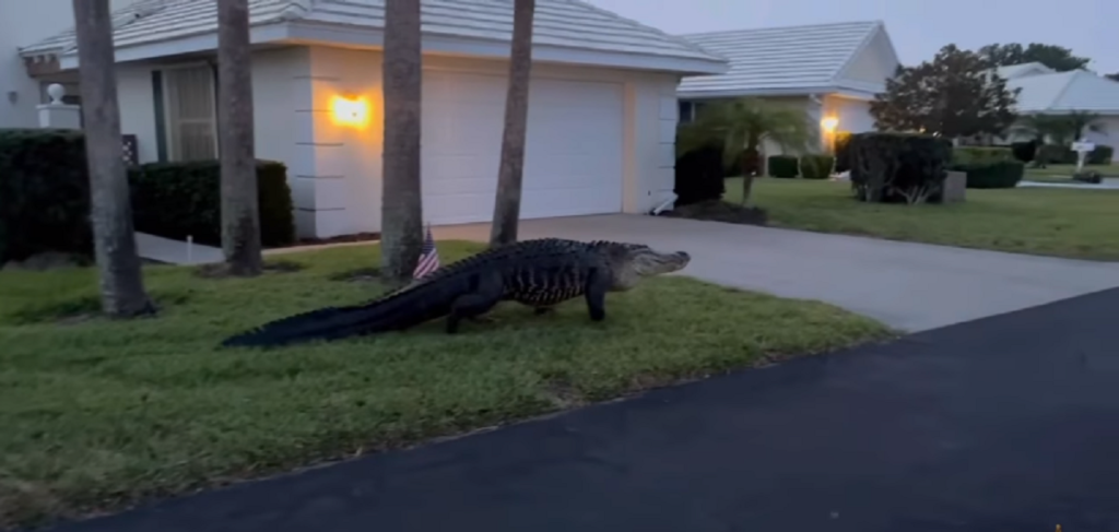 Φλόριντα: Αλιγάτορας έκανε την εμφάνισή του σε αυλή σπιτιού (video)