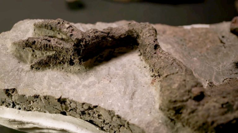 Ανακαλύφθηκε απολίθωμα δεινοσαύρου που σκοτώθηκε από γιγάντιο αστεροειδή