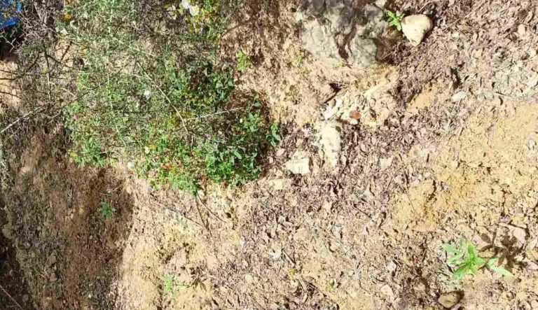 Μεσσηνία: “Oρφανή” χασισοφυτεία με 53 φυτά στον Πλάτανο του δήμου Πύλου – Νέστορος