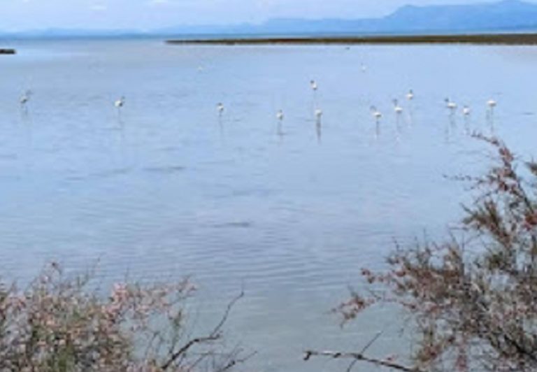 Φλαμίνγκο από τη Γαλλία στο Δέλτα του Καλαμά