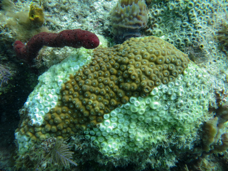 Επιστήμονες αναπαρήγαγαν απειλούμενα είδη κοραλλιών με σκοπό την αποκατάσταση των υφάλων