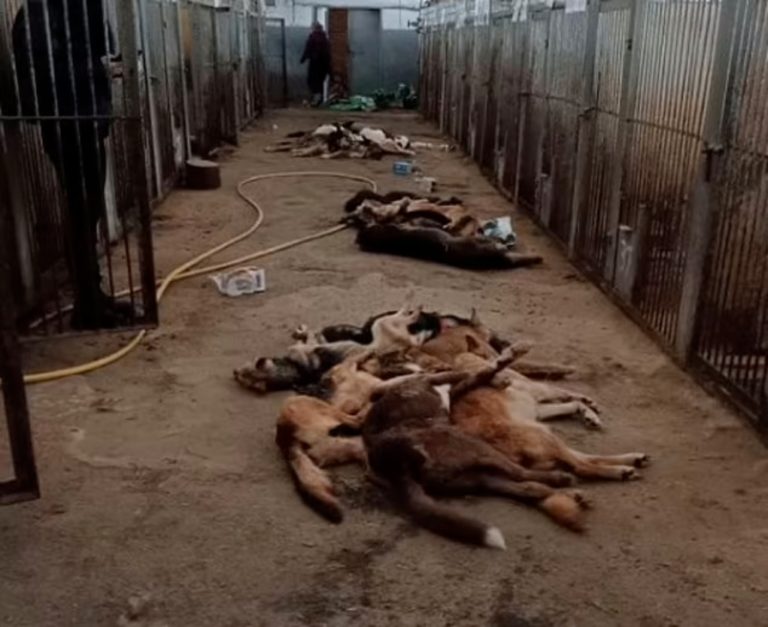 Ουκρανία: Περισσότερα από 300 σκυλιά πέθαναν από ασιτία σε καταφύγιο ζώων