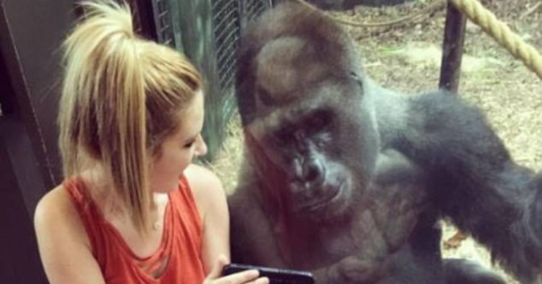 Σικάγο: Ζωολογικός κήπος απαγορεύει στους επισκέπτες να βγάζουν φωτογραφίες – Ο γορίλας Amare έχει εθιστεί στην τεχνολογία