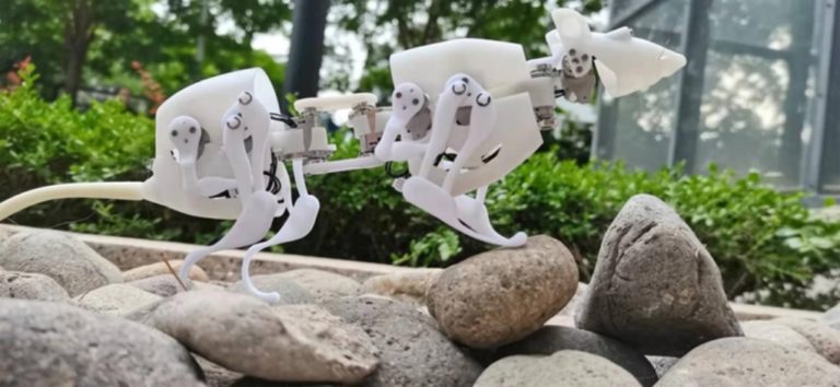 Κίνα: Επιστήμονες δημιούργησαν τον πρώτο ρομποτικό αρουραίο για αποστολές έρευνας και διάσωσης