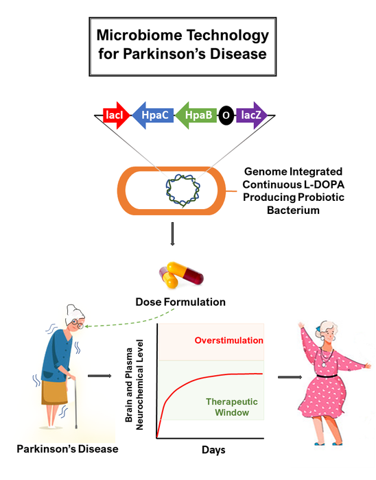Νόσος Πάρκινσον: Επιστήμονες δημιούργησαν προβιοτικά βακτήρια που μπορούν να παράγουν σταθερά επίπεδα L-DOPA στο έντερο