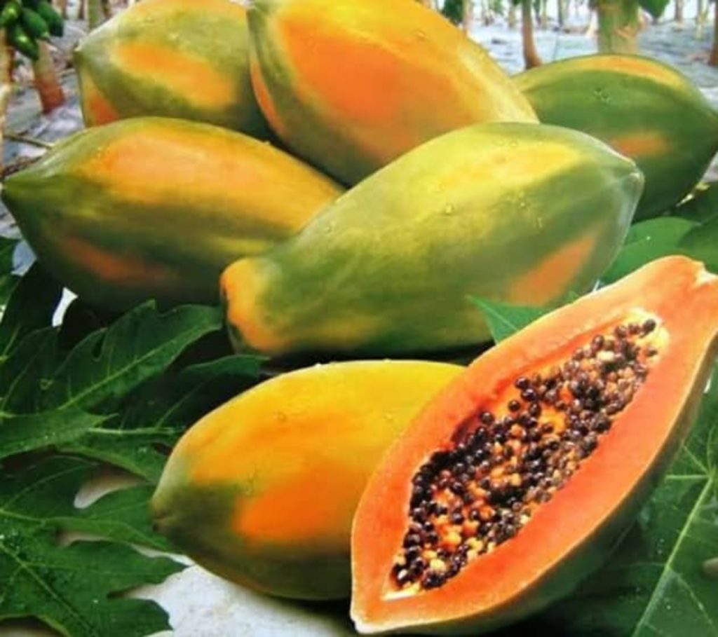 Τρίλοβος: Ξεχασμένο αρχαίο φρούτο που μοιάζει με μάνγκο – Έχει χρησιμοποιηθεί σε θεραπεία του καρκίνου