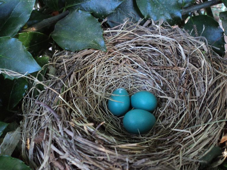 Έρευνα: Τα πουλιά γεννούν νωρίτερα τα αυγά τους εξαιτίας της κλιματικής κρίσης