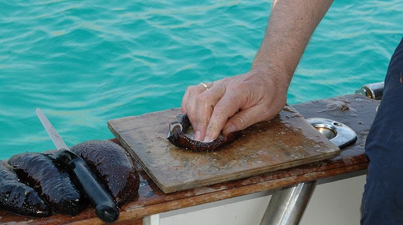 Βόλος: Επιστημονική ημερίδα για την εμπορική αξιοποίηση των ολοθουρίων στις ελληνικές θάλασσες