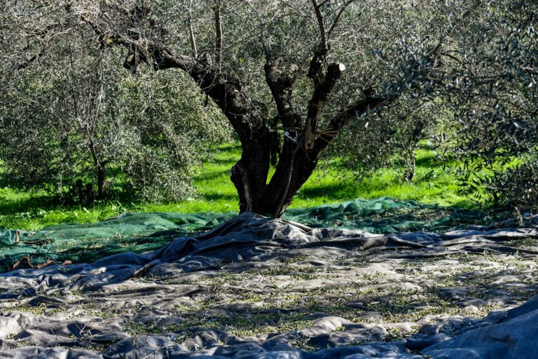 Προγραμματική σύμβαση για την παραγωγή ποικιλιών ελιάς στη Κρήτη