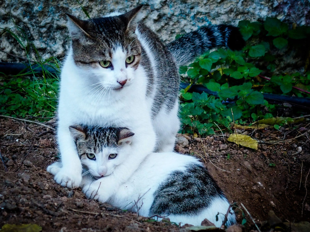 Κύπρος: Φρικιαστικό περιστατικό θανάτωσης ζώων – Βασάνισαν γατάκια, τα κρέμασαν σε σχολείο