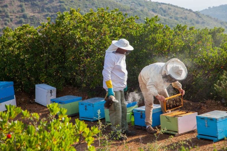 Κρήτη: Οι μέλισσες “αυτοκτονούν” από την έλλειψη τροφής