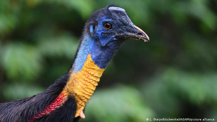 Έρευνα: Όσο πιο κοντά στον Ισημερινό, τόσο πιο πολύχρωμα είναι τα πουλιά